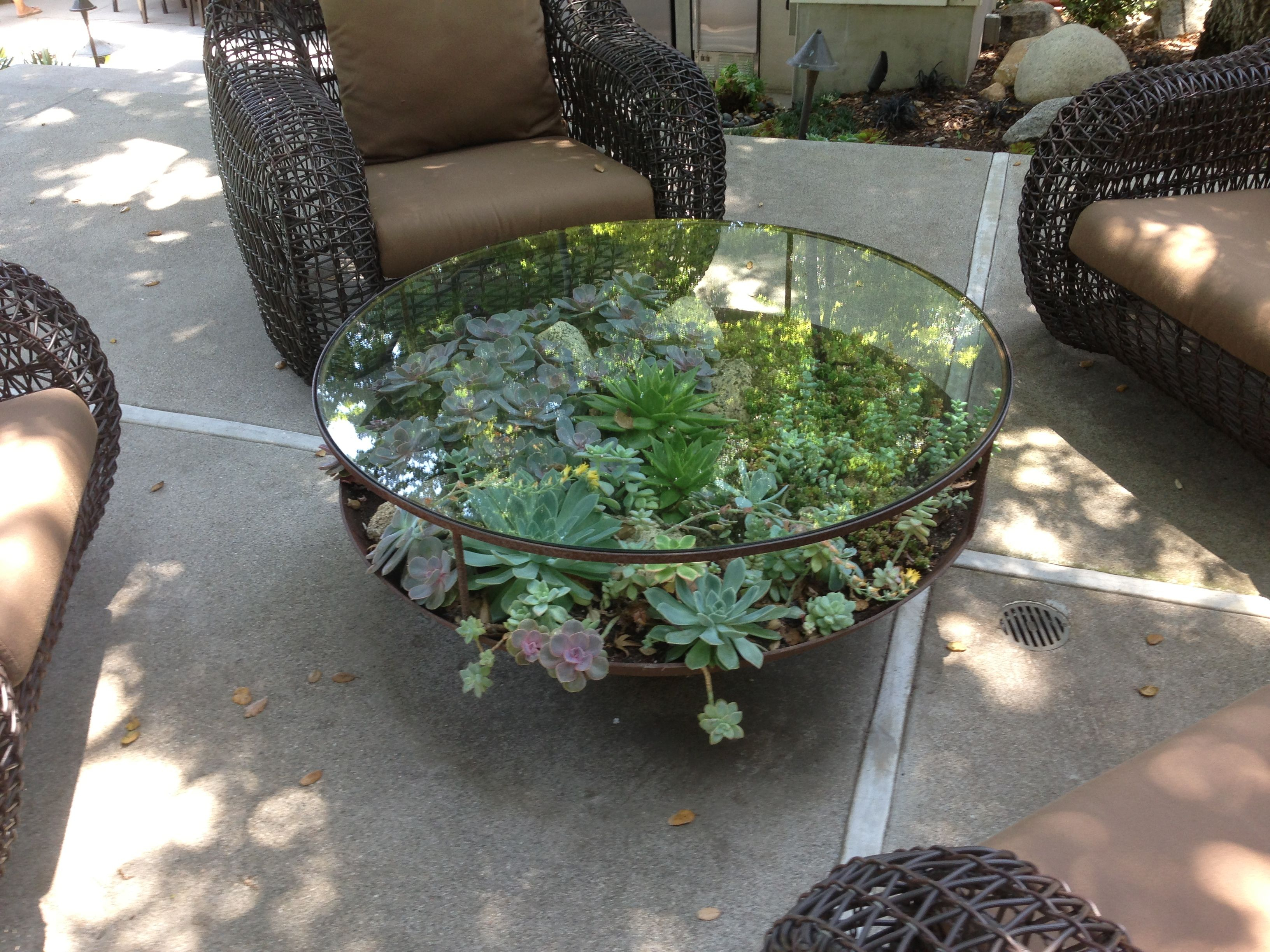 Succulent Coffee Table Puppet Party Garden Coffee Table Garden in dimensions 3264 X 2448
